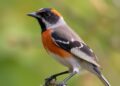 Accelerating Declines of North American Birds Threaten Agricultural Regions