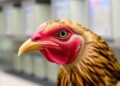 Binghamton University Scientist to Lead $2.5 Million Initiative for Enhanced Avian Flu Vaccine Development