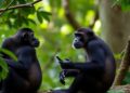 Bonobo Sex Rhythms Reveal New Clues About the Evolution of Communication