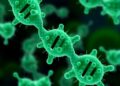 Breakthrough Discoveries in Bacterial DNA Synthesis Regulation Pave Way for Next-Gen Antimicrobials