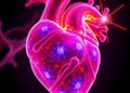 Combining Heart Imaging and Proteomics Reveals New Drug Targets for Cardiovascular Diseases