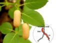 Cultivated Peanut AhPR10 Gene Family Plays Key Role in Resistance to Aspergillus flavus