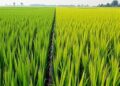 Distorter–Restorer System Shapes Rice Reproductive Isolation
