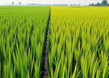 Distorter–Restorer System Shapes Rice Reproductive Isolation