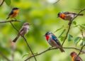 Diverse Parks Key to Urban Bird Variety