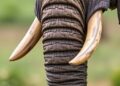 Elephant Trunk Whiskers Reveal Remarkable Material Intelligence