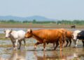 Emerging Pollutants in Livestock and Aquaculture Waste Pose Risks to Ecosystems and Public Health, New Study Reveals