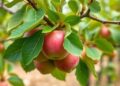 Environmental Impact of Apple Growing Regions Uncovered