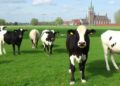 Exploring Belgium’s Livestock Transition: Narratives and Trade-offs