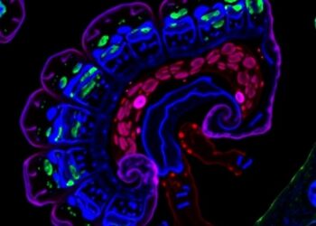 FPR2 Facilitates Intestinal Epithelial Repair Following Injury