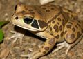 Florida Cane Toad: Complex Spread and Selective Evolution