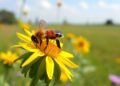 Four and a Half Years of Advancing Protection for European Wild Pollinators: Safeguard Project Concludes