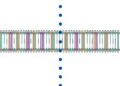 Genetic Variability of Voltage-Gated Sodium Channel NaV1.2