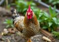 Genomic Insights into Danzhou Chicken Adaptation