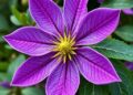 Global Phylogenomics Sheds New Light on Clematis Evolution and Taxonomy