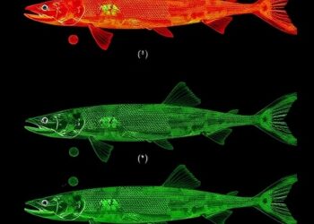 Gonadal Transcriptome Revealed in Siberian Sturgeon Development