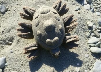 Green Turtle Nests Threatened by Buried ‘Plastic Rocks,’ Endangering the Species