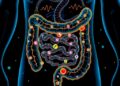 Gut Microbial Ammonia Boosts Colon Acetylcholine, Motility