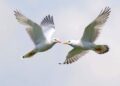 How Birds Soar to Sweet Success