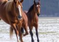 How Fear Scent Shapes Horse Behavior: New Insights