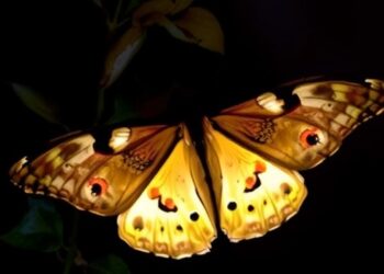 How Light Pollution Interferes with Moth Navigation