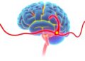 How the Brain Regulates Its Own Blood Flow