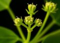 IPK Research Team Pioneers Novel Technique to Investigate Female Meiosis in Arabidopsis