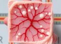 Innovative Vascularized Tissueoid-on-a-Chip Model Advances Liver Regeneration and Transplant Rejection Research