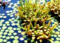 Large Slow-Growing Hydrophytes Boost Wetland Carbon Storage