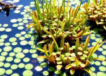 Large Slow-Growing Hydrophytes Boost Wetland Carbon Storage