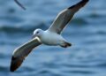 Marine Pollutants Impair Cellular Energy Production in Seabirds