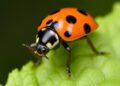 New Ladybird Beetle Species Discovered on Kyushu University Campus