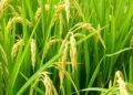 New Rice Gene Overcomes Yield-Quality Trade-Off, Boosting Both Traits