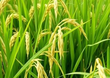 New Rice Gene Overcomes Yield-Quality Trade-Off, Boosting Both Traits