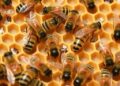 New Technique Pinpoints Exact Locations of Honey Bee “Dance Floors” Inside the Hive to Map Forager Waggle Dances Signaling Food Sources