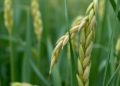 OsMADS18-OsbZIP60 Module Key to Regulating Grain Chalkiness in Rice