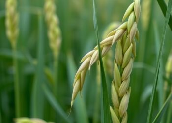 OsMADS18-OsbZIP60 Module Key to Regulating Grain Chalkiness in Rice