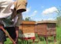 Profitability of Traditional vs. Improved Beehives in Tanzania