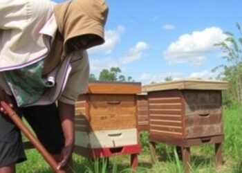 Profitability of Traditional vs. Improved Beehives in Tanzania