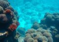 Revolutionary AI Model Enhances Early Detection of Coral Bleaching Risks