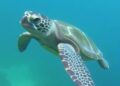 Scientists Conduct Hearing Assessment on the World’s Rarest Sea Turtle