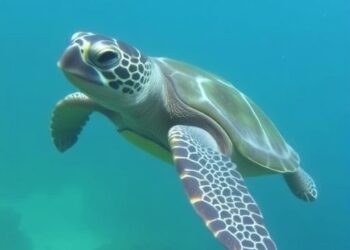 Scientists Conduct Hearing Assessment on the World’s Rarest Sea Turtle
