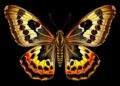 Scientists Explore What We Know—and What Remains Unknown—About Moths and Butterflies