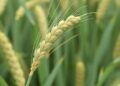 Shandong Agricultural University Scientists Redefine Green Revolution Genes to Enhance Wheat Yield Potential