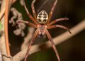 Study Finds Brown Recluse Spiders Rare and Unlikely to Bite in Florida