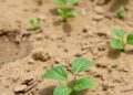 Study Finds Organic Soil Amendments Enhance Water Retention in Sandy Soils