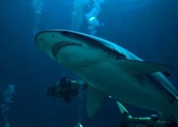 Study Reveals How Urban Light Pollution Disrupts Nighttime Hormones in Sharks