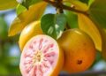 Study Reveals Modulated UV-C Light Extends Guava Shelf Life