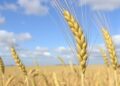 Swift Action Initiated to Combat Emerging Yellow Rust Strains Endangering UK Wheat
