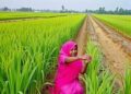 Turning Agricultural Waste into a Barrier Against Indoor Air Pollution: A Fresh Approach from Rice Fields